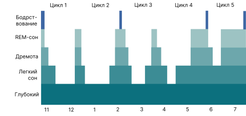 График циклов сна в течение типичной ночи
