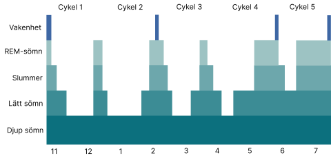 Diagram över sömncykeln olika faser