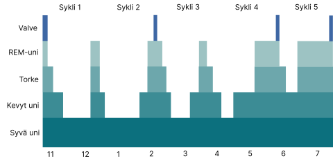 Kaaviokuva unen eri vaiheista