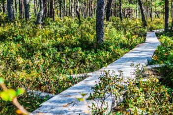 Neuropsykiatriset-hairiot